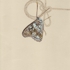 Hackberry___knot-gw