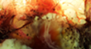 Futures_web