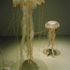 Jelly-pilgrims