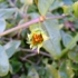 Seed