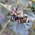 Seed__2_