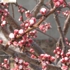 Xinghua__12_