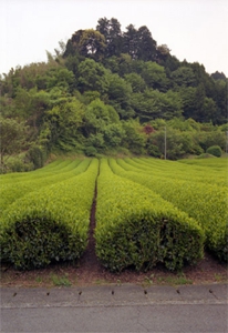 Kaneko