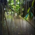 Ns_treesinmist_web