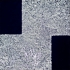 Whitenblk2