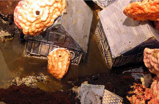 Aquatecture,Brük Dunbar