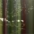 Tentsinthewoods_4