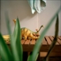 Bathroomjungle1