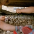 Evanelanarocks