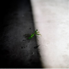 Sexual Castration & Alterity (Praying Mantis),Calvin Lee