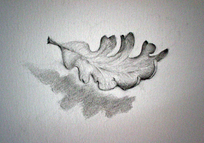 Oak_leaves_detail__jan_01_003