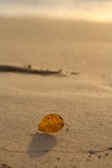 Baby_leaf