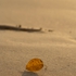 Baby_leaf