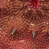 Skeenadetail