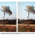Demonstrations_trees_3_