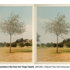 Demonstrations_trees_4___