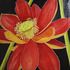 Red_lotus_4x4_150dpi