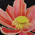 _salmonlotus8x8x300dpi_copy