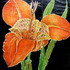 _5_mexican_tiger_flower