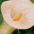 White_cala_1