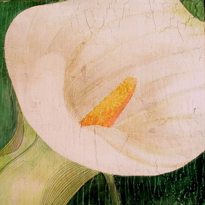 White_cala_1