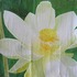 Available_01_30_200811