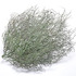 Bale_creek_allen_tumbleweed