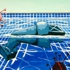 Float_1