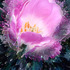 Bursting_hope