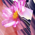 Beautiful_echo
