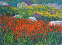 Connemara_wildflowers_10