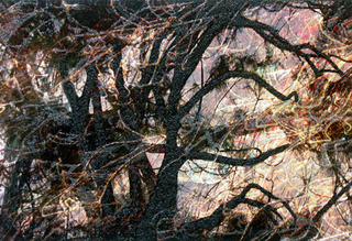 Tree Fantasy #4,Rosalind Schneider