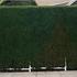 Hedge