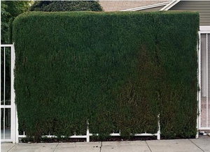 Hedge