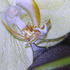 Debra_kayata_orchid_intense_preservation_