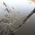 Thorman_stringbranch_l