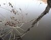 Thorman_stringbranch_l