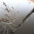 Thorman_stringbranch_l