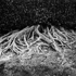 Roots
