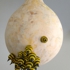 Vaughan_beeloon