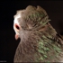 The_last_pigeon_invite_038