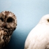 Plumes-02-hibou