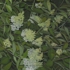 G-8-07_dike_blair__untitled__2007__gouache_and_pencil_on_paper__24_x_12_inches