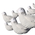 Porcelain_bird_comp1000