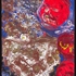 Copper_foo-dog_with_lanterns_simone_gad