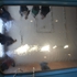 File525