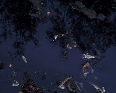 Zhao_liang