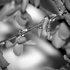 Debra_kayata_forsythia