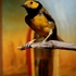 Artwork_images_118842_224948_andres-serrano