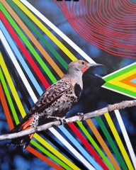 Northern Flicker,Joe Ryckebosch